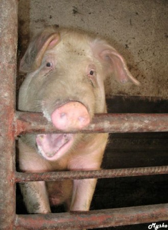 Muckov abstákk po cigaretach